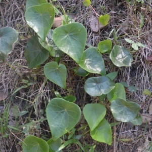 Stephania japonica var. discolor (Snake Vine) at Kianga, NSW by plants
