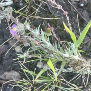 Spergularia rubra at Bolaro, NSW - 6 Dec 2023