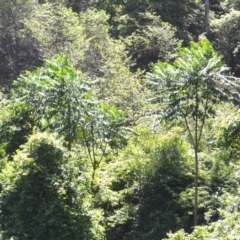 Polyscias murrayi (Pencil Cedar) at Kianga, NSW - 4 Dec 2023 by plants