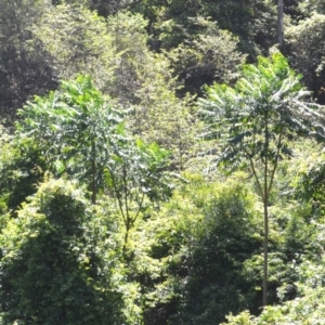 Polyscias murrayi (Pencil Cedar) at Kianga, NSW by plants