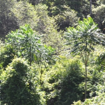 Polyscias murrayi (Pencil Cedar) at Kianga, NSW - 4 Dec 2023 by plants