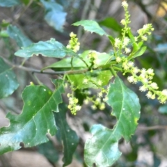 Claoxylon australe (Brittlewood) at Narooma, NSW - 5 Dec 2023 by plants