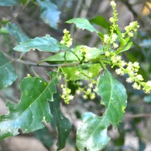 Claoxylon australe at Narooma, NSW - 5 Dec 2023 08:48 PM