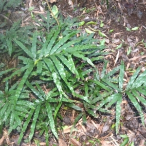 Pteris umbrosa at Narooma, NSW - 5 Dec 2023