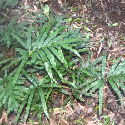 Pteris umbrosa (Jungle Brake) at Narooma, NSW - 5 Dec 2023 by plants