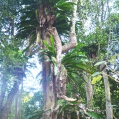 Asplenium australasicum (Bird's Nest Fern, Crow's Nest Fern) at Narooma, NSW - 5 Dec 2023 by plants