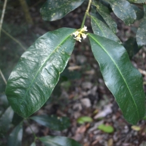 Baloghia inophylla at Narooma, NSW - 5 Dec 2023