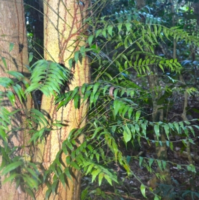 Arthropteris tenella (Climbing Fern) at Narooma, NSW - 5 Dec 2023 by plants