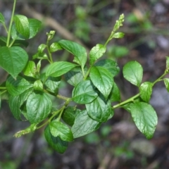 Deeringia amaranthoides at Narooma, NSW - 5 Dec 2023 by plants