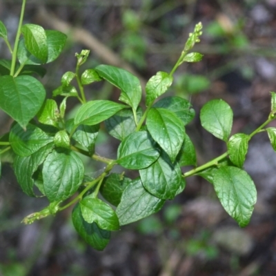 Deeringia amaranthoides at Narooma, NSW - 5 Dec 2023 by plants