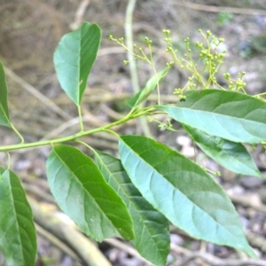 Ehretia acuminata var. acuminata at Narooma, NSW - 5 Dec 2023