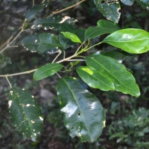Sarcomelicope simplicifolia subsp. simplicifolia at Narooma, NSW - 5 Dec 2023