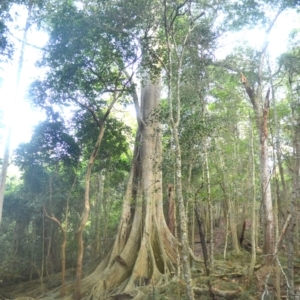 Ficus obliqua (Small-leaved Fig) at Narooma, NSW by plants