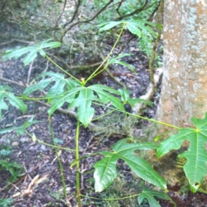 Brachychiton acerifolius at Narooma, NSW - 5 Dec 2023 09:01 PM