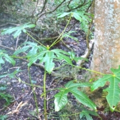 Brachychiton acerifolius (Illawarra Flame Tree) at Narooma, NSW - 5 Dec 2023 by plants