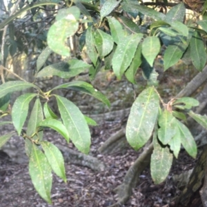 Symplocos thwaitesii at Narooma, NSW - 5 Dec 2023