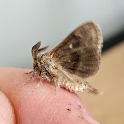 Lepidoptera unclassified ADULT moth (Unidentified - Moth) at Denman Prospect, ACT - 9 Dec 2023 by AaronClausen