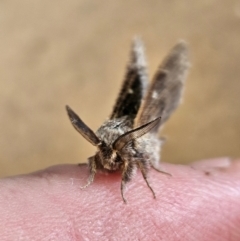 Lepidoptera unclassified ADULT moth at Denman Prospect, ACT - 9 Dec 2023