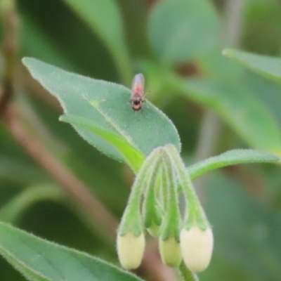 Unidentified True fly (Diptera) at Gigerline Nature Reserve - 7 Dec 2023 by RodDeb