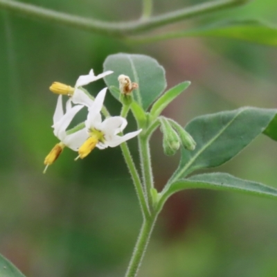 Solanum chenopodioides (Whitetip Nightshade) at Booth, ACT - 8 Dec 2023 by RodDeb