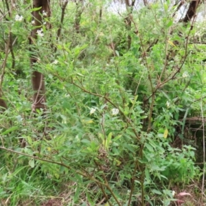 Solanum chenopodioides at Gigerline Nature Reserve - 8 Dec 2023