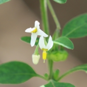 Solanum chenopodioides at Gigerline Nature Reserve - 8 Dec 2023
