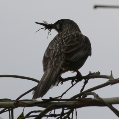 Anthochaera carunculata (Red Wattlebird) at Booth, ACT - 8 Dec 2023 by RodDeb