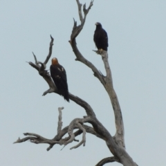 Aquila audax (Wedge-tailed Eagle) at Jerrabomberra, ACT - 8 Dec 2023 by CallumBraeRuralProperty