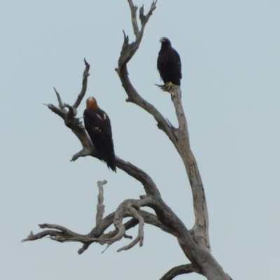 Aquila audax (Wedge-tailed Eagle) at Jerrabomberra, ACT - 9 Dec 2023 by CallumBraeRuralProperty