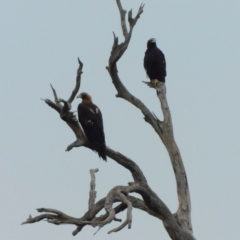 Aquila audax at Jerrabomberra, ACT - 9 Dec 2023