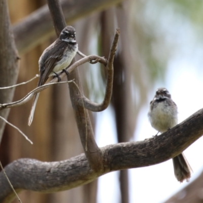 Rhipidura albiscapa (Grey Fantail) at Tharwa, ACT - 8 Dec 2023 by RodDeb