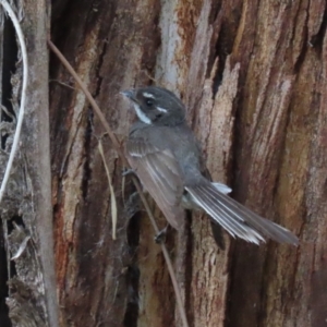 Rhipidura albiscapa at Tharwa, ACT - 8 Dec 2023