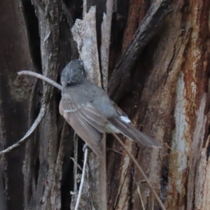 Rhipidura albiscapa at Tharwa, ACT - 8 Dec 2023 11:39 AM