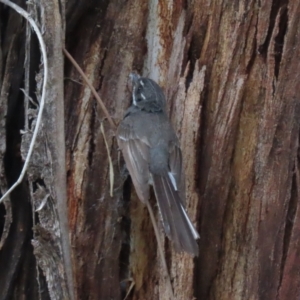 Rhipidura albiscapa at Tharwa, ACT - 8 Dec 2023 11:39 AM