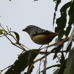 Pardalotus punctatus (Spotted Pardalote) at Booth, ACT - 8 Dec 2023 by RodDeb