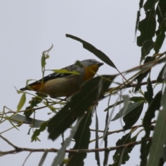 Pardalotus punctatus at Gigerline Nature Reserve - 8 Dec 2023