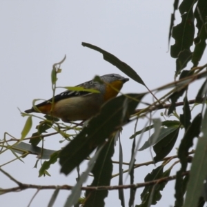 Pardalotus punctatus at Gigerline Nature Reserve - 8 Dec 2023