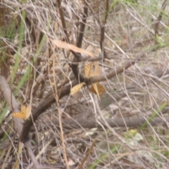 Heteronympha merope (Common Brown Butterfly) at Tuggeranong Hill NR  (TGH) - 8 Dec 2023 by MichaelMulvaney