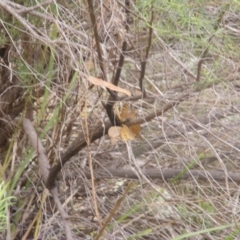 Heteronympha merope at Tuggeranong Hill NR  (TGH) - 9 Dec 2023