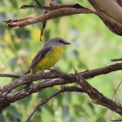 Eopsaltria australis (Eastern Yellow Robin) at Booth, ACT - 8 Dec 2023 by RodDeb