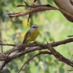 Eopsaltria australis at Gigerline Nature Reserve - 8 Dec 2023