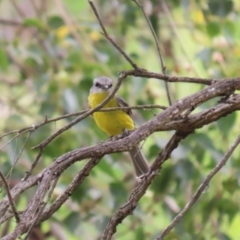 Eopsaltria australis at Gigerline Nature Reserve - 8 Dec 2023