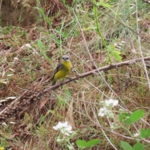 Eopsaltria australis at Gigerline Nature Reserve - 8 Dec 2023