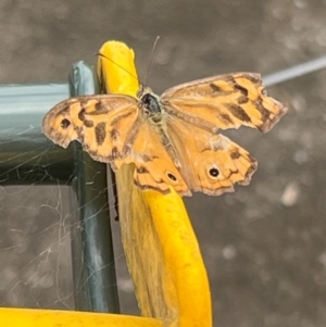 Heteronympha merope at Holt, ACT - suppressed