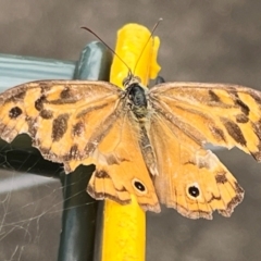 Heteronympha merope at Holt, ACT - 9 Dec 2023