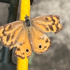 Heteronympha merope at Holt, ACT - suppressed