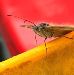 Heteronympha merope at Holt, ACT - suppressed