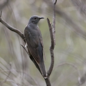 Cacomantis variolosus at Gigerline Nature Reserve - 8 Dec 2023