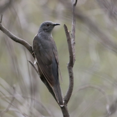 Cacomantis variolosus (Brush Cuckoo) at Booth, ACT - 7 Dec 2023 by RodDeb