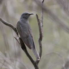 Cacomantis variolosus at Gigerline Nature Reserve - 8 Dec 2023